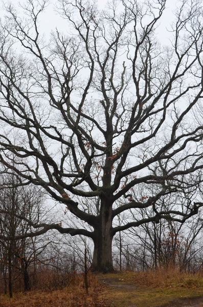 Salem Scented Soy Candle 7.2 oz