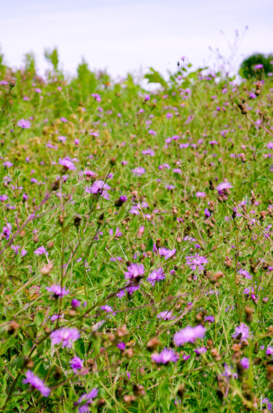 Roosevelt Scented Soy Candle 7.2 oz