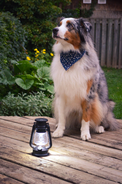 Night Skies Organic Cotton Dog Bandana