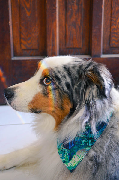 Companion Cotton Dog Bandana