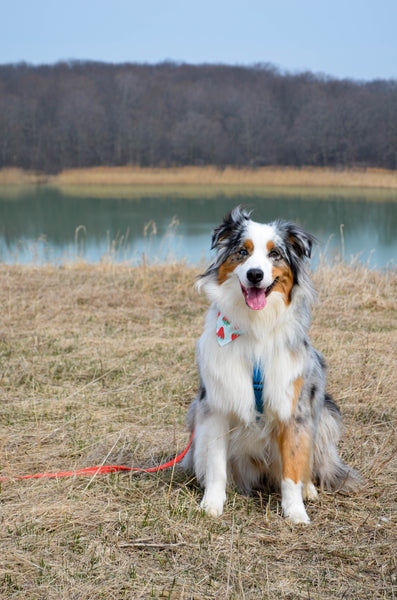 Strawberry Organic Cotton Dog Bandana