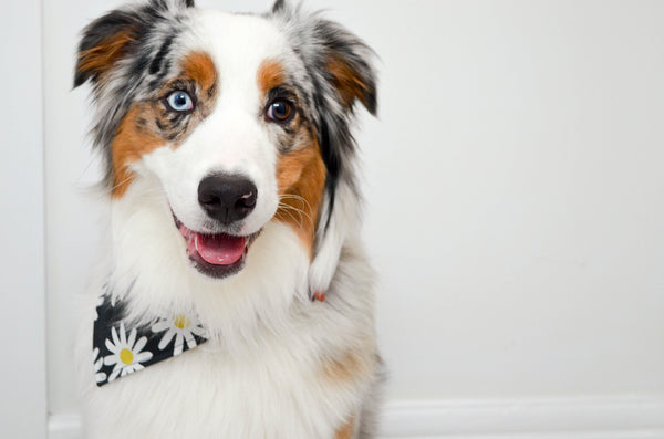 Daisy Cotton Dog Bandana