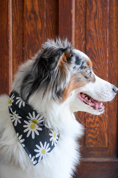 Daisy Cotton Dog Bandana