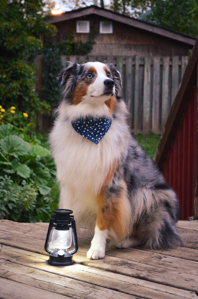 Night Skies Organic Cotton Dog Bandana
