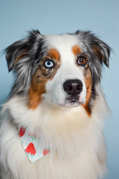 Strawberry Organic Cotton Dog Bandana