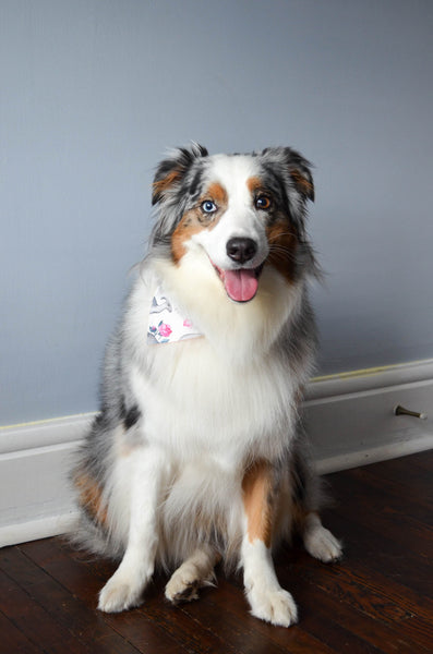 Tea Rex Cotton Dog Bandana