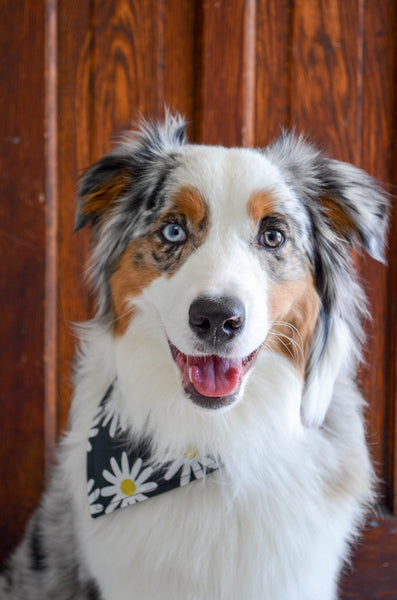 Daisy Cotton Dog Bandana