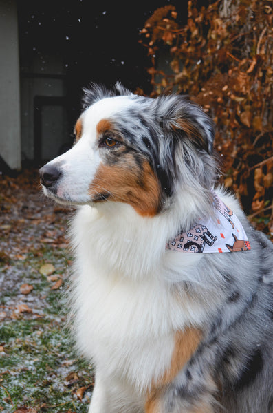 Sweater Weather Cotton Dog Bandana