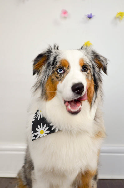 Daisy Cotton Dog Bandana