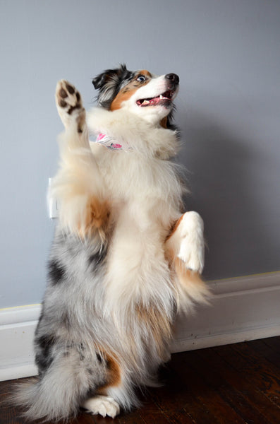 Tea Rex Cotton Dog Bandana