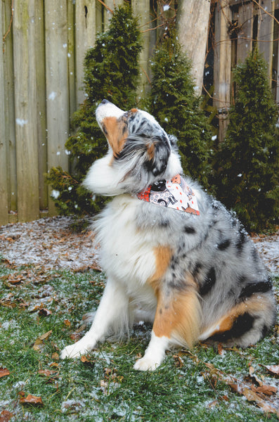 Sweater Weather Cotton Dog Bandana