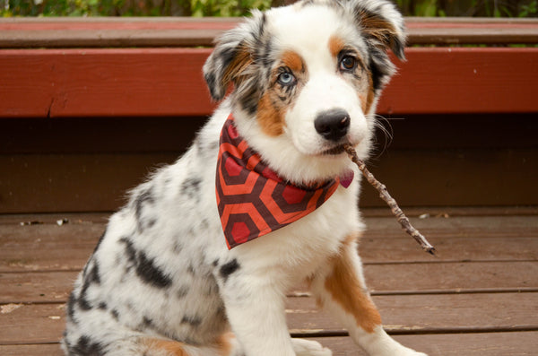 The Shining Organic Cotton Dog Bandana