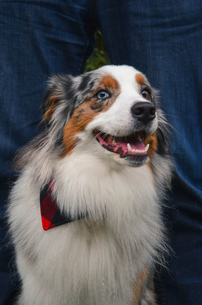 Buffalo Plaid Flannel Dog Bandana