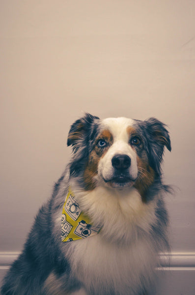 The Collector Cotton Dog Bandana