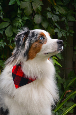 Buffalo Plaid Flannel Dog Bandana